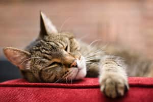 Cada gato pueden mostrar signos de envejecimiento diferentes.