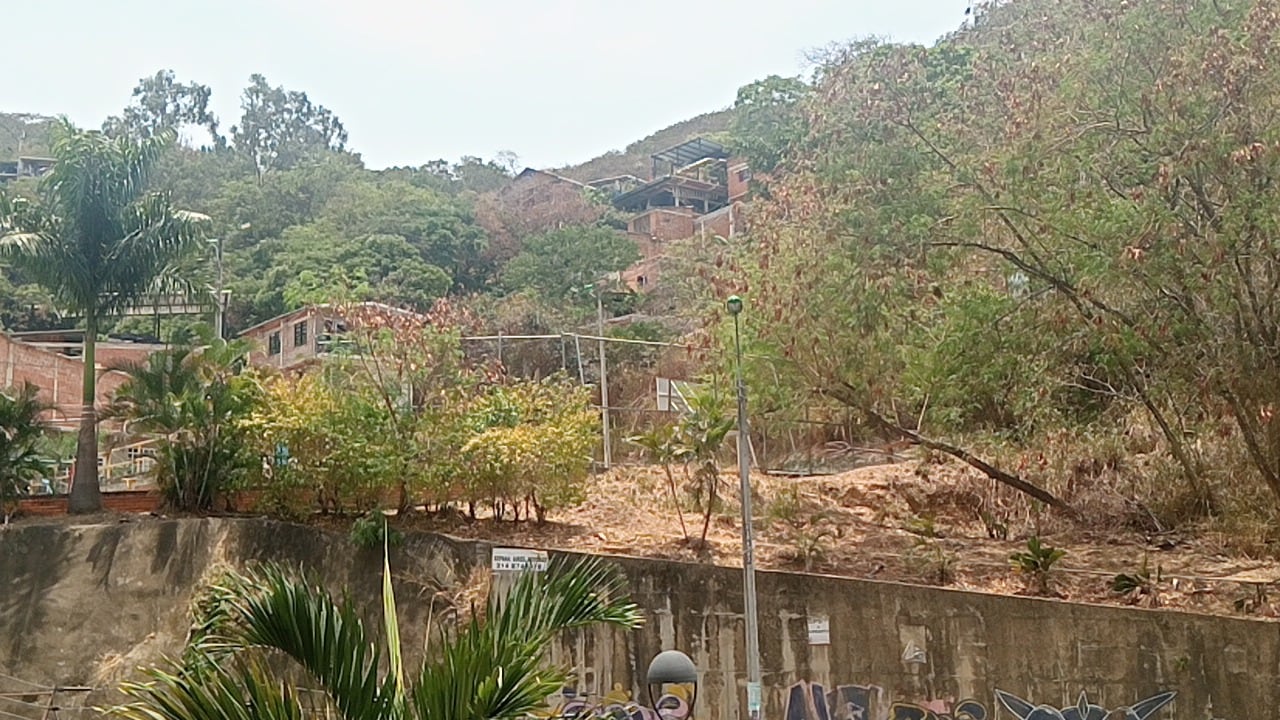 Residentes señalan cambios en la vegetación de la zona y aseguran que algunos árboles estarían siendo secados para abrir espacio a nuevas viviendas.