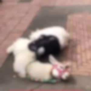 La llama se desplomó en pleno centro de la ciudad.