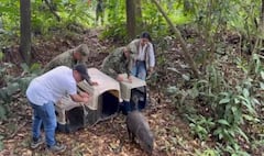 La protección de la fauna silvestre ha sido una prioridad para el Ejército, y hasta la fecha, la entidad ha atendido más de cien rescates de fauna silvestre.