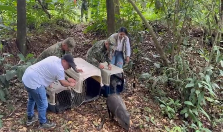 La protección de la fauna silvestre ha sido una prioridad para el Ejército, y hasta la fecha, la entidad ha atendido más de cien rescates de fauna silvestre.