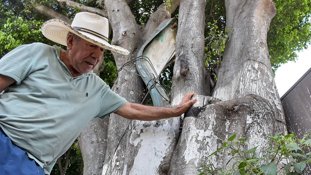 Varios Árboles en la ciudad se encuentran en mal estado y amenazan con provocar accidentes. En la Av 2B1 con calle 73N esquina parque del triángulo.