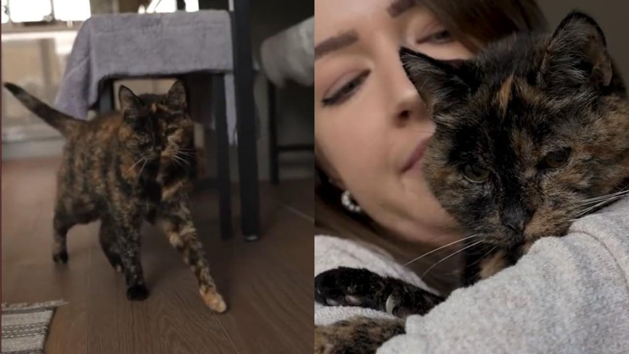 Guinnes Record le otorgó el título a la gata viva más longeva del mundo.