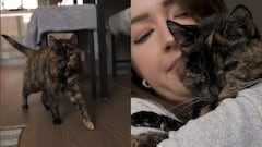 Guinnes Record le otorgó el título a la gata viva más longeva del mundo.