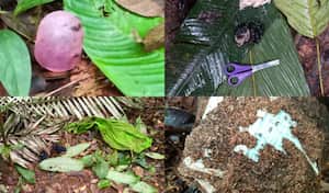 Estos objetos fueran pieza clave para que las Fuerzas Especiales pudieran seguir el rastro de los menores.