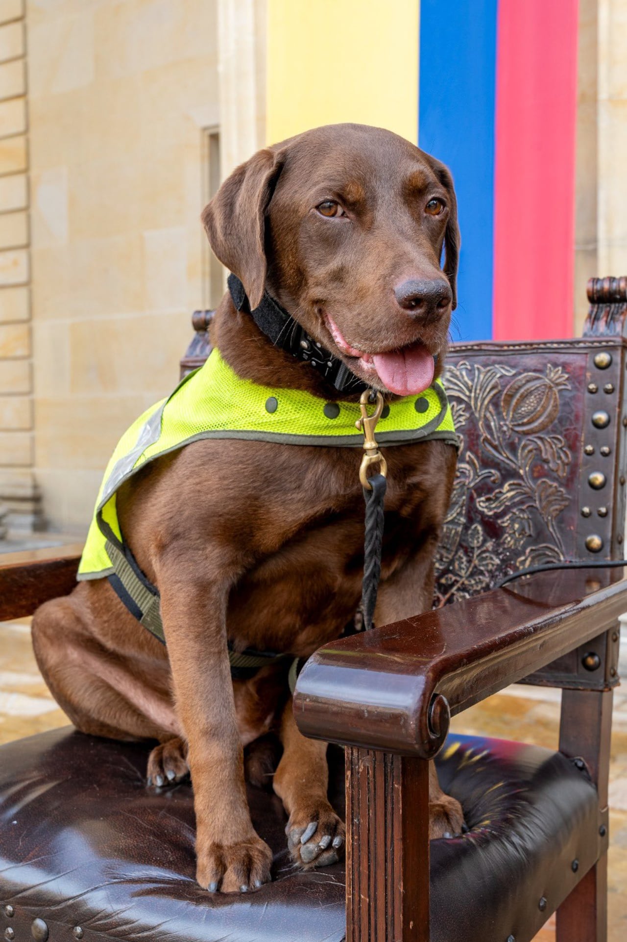 Rigo, un labrador de chocolate, llevaba seis años en la Policía.
