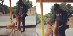 La Mocha era parte del grupo de perritos adoptados por los uniformados que labora en la subestación de Policía del corregimiento de Patía, zona rural del municipio del mismo nombre.