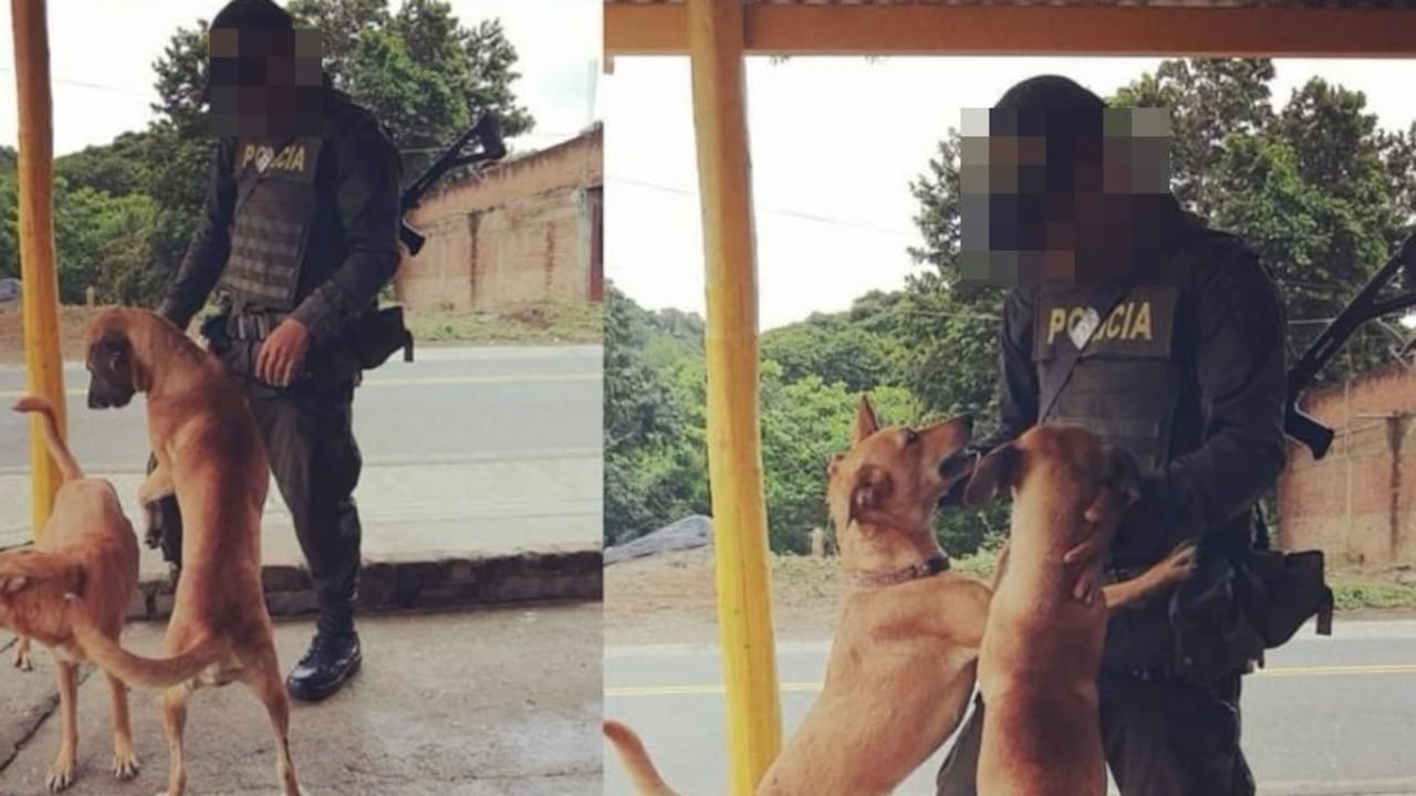 La Mocha era parte del grupo de perritos adoptados por los uniformados que labora en la subestación de Policía del corregimiento de Patía, zona rural del municipio del mismo nombre.