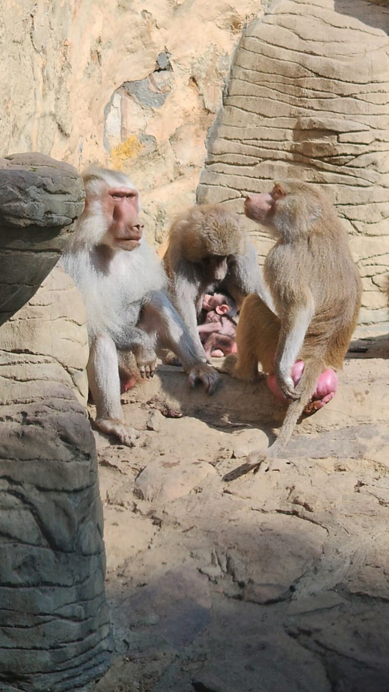 Nacimiento de papión sagrado en el Zoológico de Cali