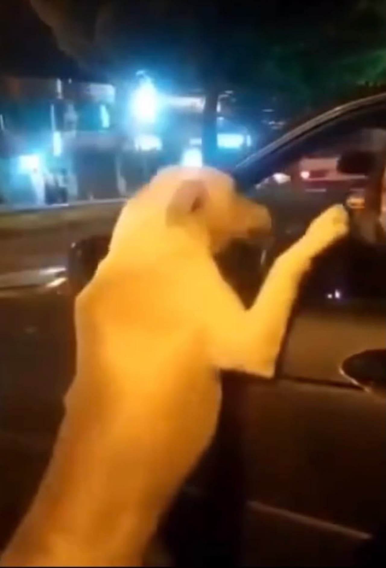 Mujer al parecer habría abandonado a su perro en Quito, Ecuador.