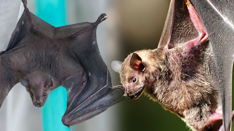 Murciélagos en Cali: aliados del ecosistema y víctimas de la desinformación