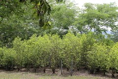Teniendo en cuenta que en 2023 se erradicaron unas veinte mil hectáreas de cultivos de coca, los cálculos de la Policía Nacional son de más de 29.000 hectáreas de bosque afectadas por cuenta de estas actividades ilegales.