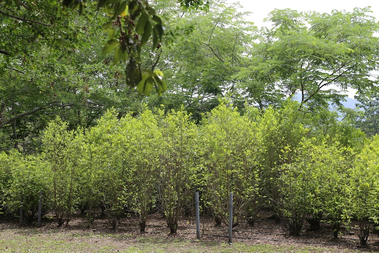 Teniendo en cuenta que en 2023 se erradicaron unas veinte mil hectáreas de cultivos de coca, los cálculos de la Policía Nacional son de más de 29.000 hectáreas de bosque afectadas por cuenta de estas actividades ilegales.