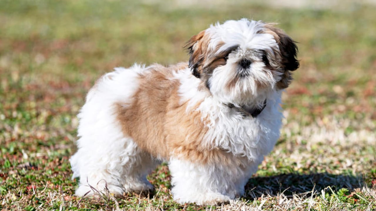 Shih Tzu