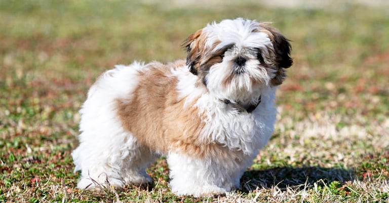 Shih Tzu