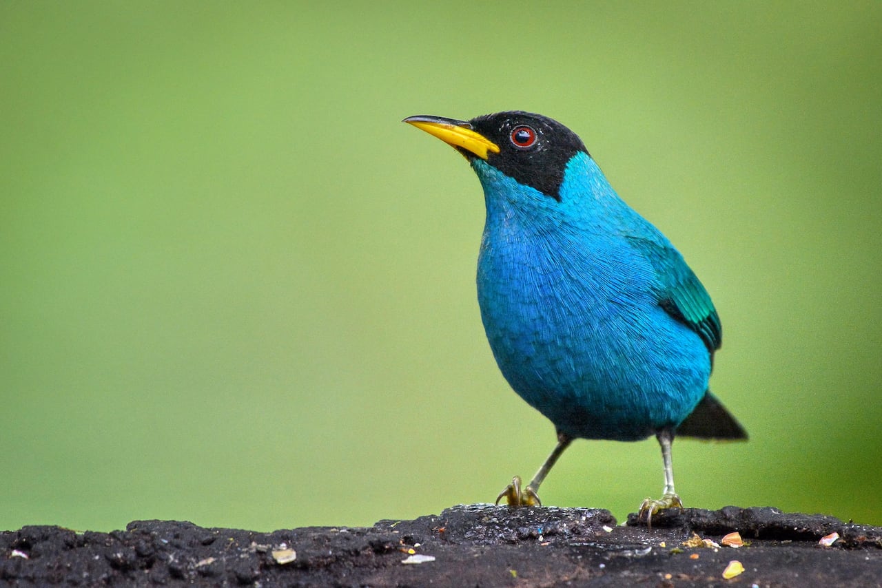 Cali vive la semana de las aves con el Birdfair Colombia Birdfair 2025.