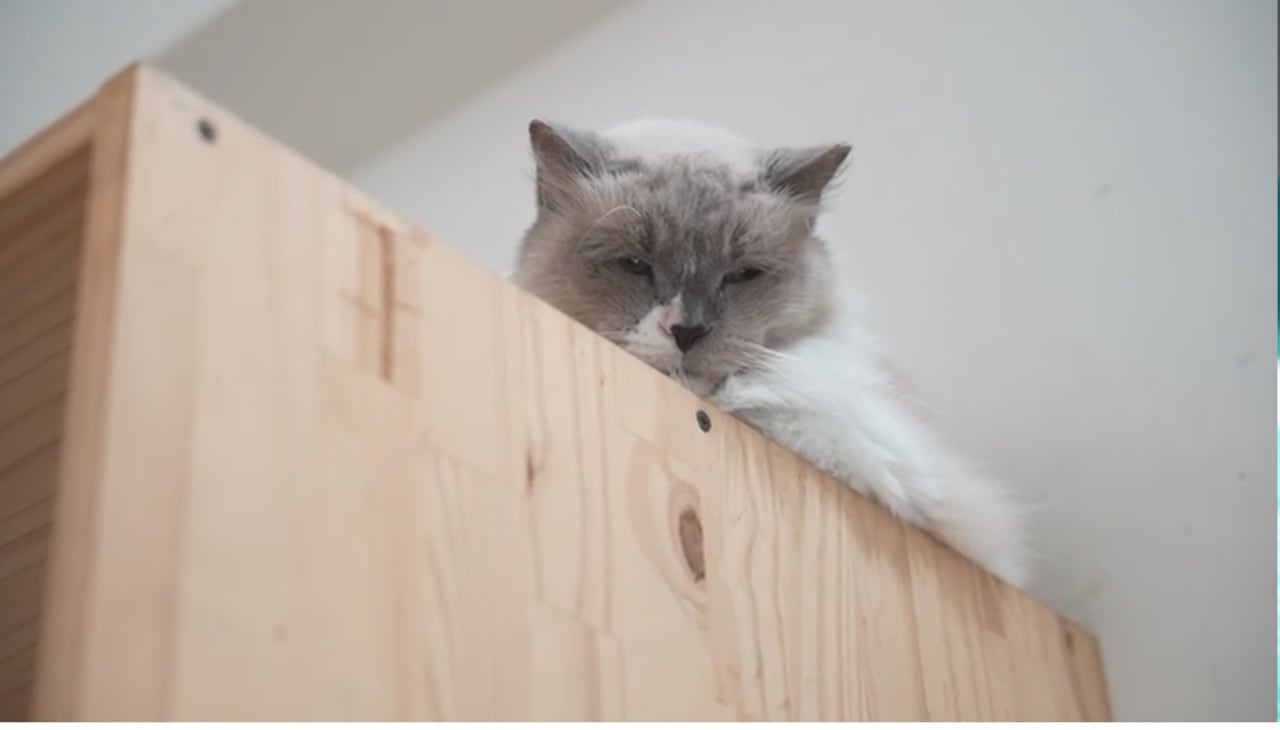 El Centro de Bienestar Animal de Cali, CBA, dio a conocer las medidas que implementa duranta este temporada navideña para proteger a los 120 animales de su albergue, del estrés y daño que genera la pólvora.