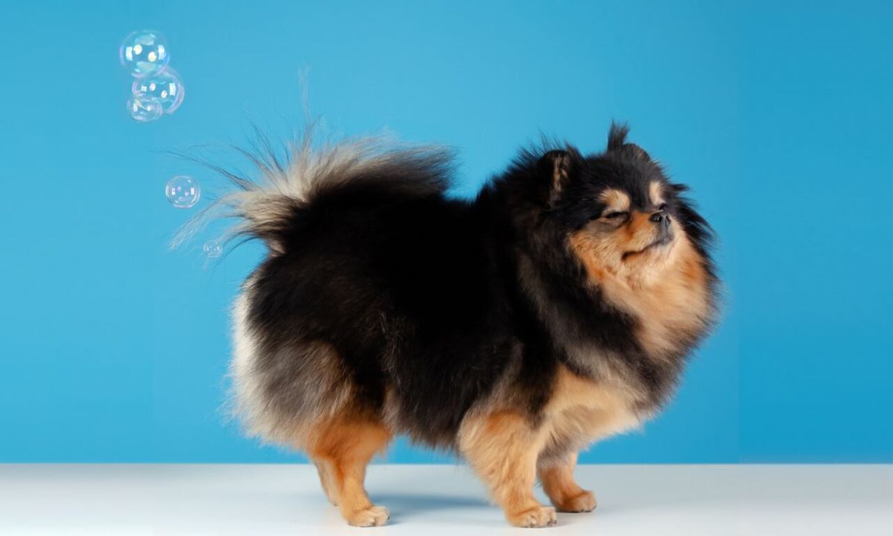 Gases en los perros.