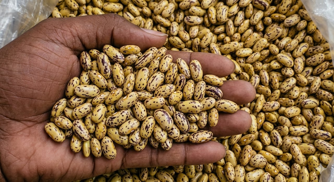 frijoles, fríjol, cultivo