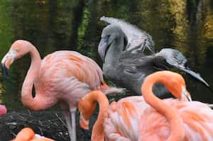 CAli: " Baby Boom en el Zoológico de Cali. Los nacimientos de nuevas crías de diferentes especias son el centro de atención para los visitantes en estos días en el zoológico de Cali. Foto José L Guzmán. El País