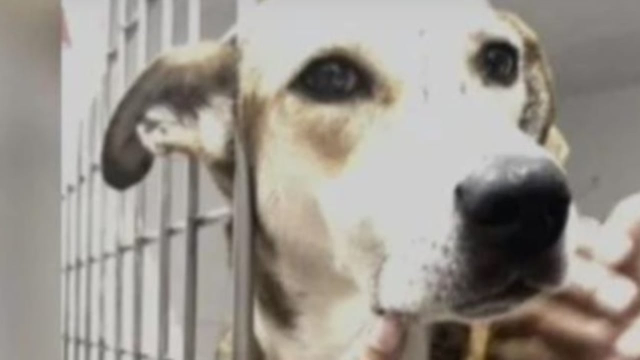 La perrita perdió a sus cachorros tras atentado a estación de Policía en zona rural de Jamundí.
