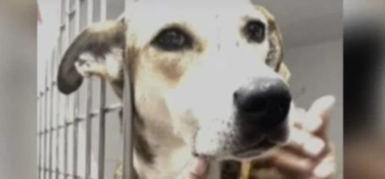 La perrita perdió a sus cachorros tras atentado a estación de Policía en zona rural de Jamundí.