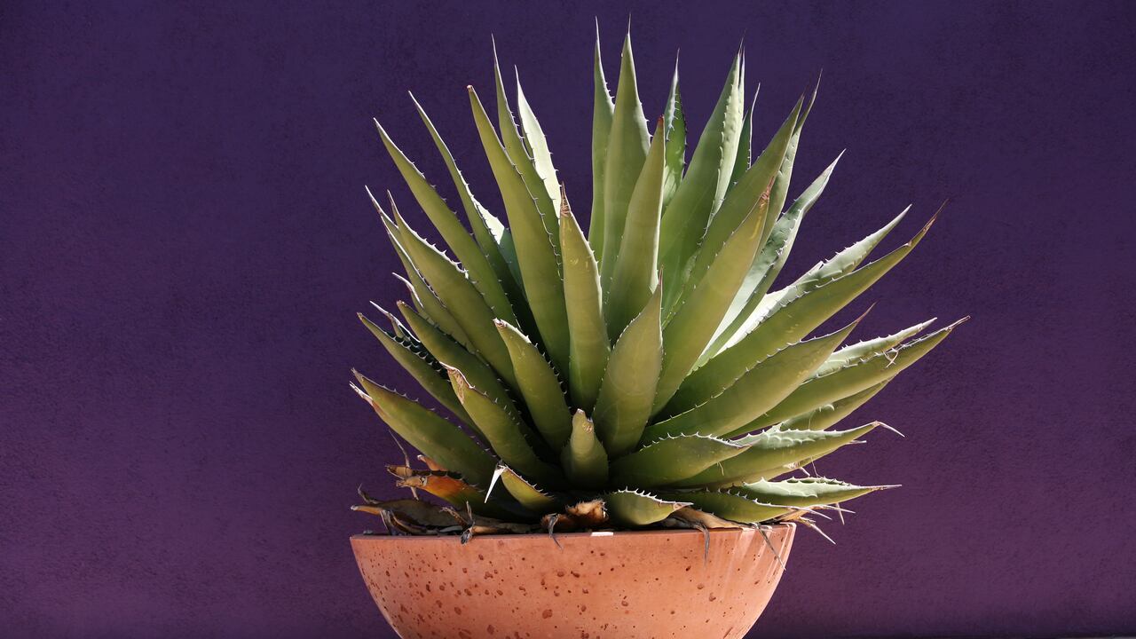 La belleza y la practicidad se combinan cuando elige decorar su casa con plantas que requieren poco riego. Explore diferentes especies y técnicas de diseño para crear un espacio al aire libre exuberante y verde sin sacrificar su tiempo ni recursos.