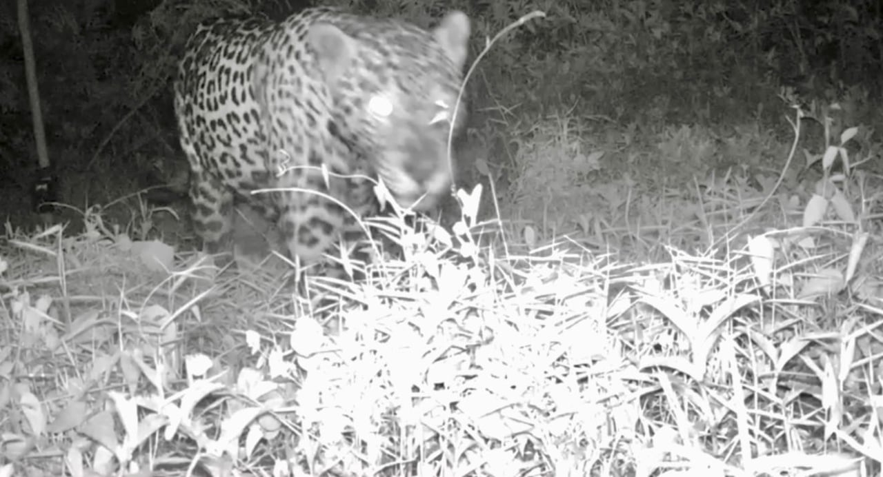 140 MIL REGISTROS Y 339 ESPECIES DE FAUNA SILVESTRE SON LOS RESULTADOS DE LA RED DE CÁMARAS TRAMPA DE LAS AUTORIDADES AMBIENTALES REGIONALES