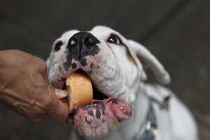 Helados para perros, un paso para la humanización de las mascotas