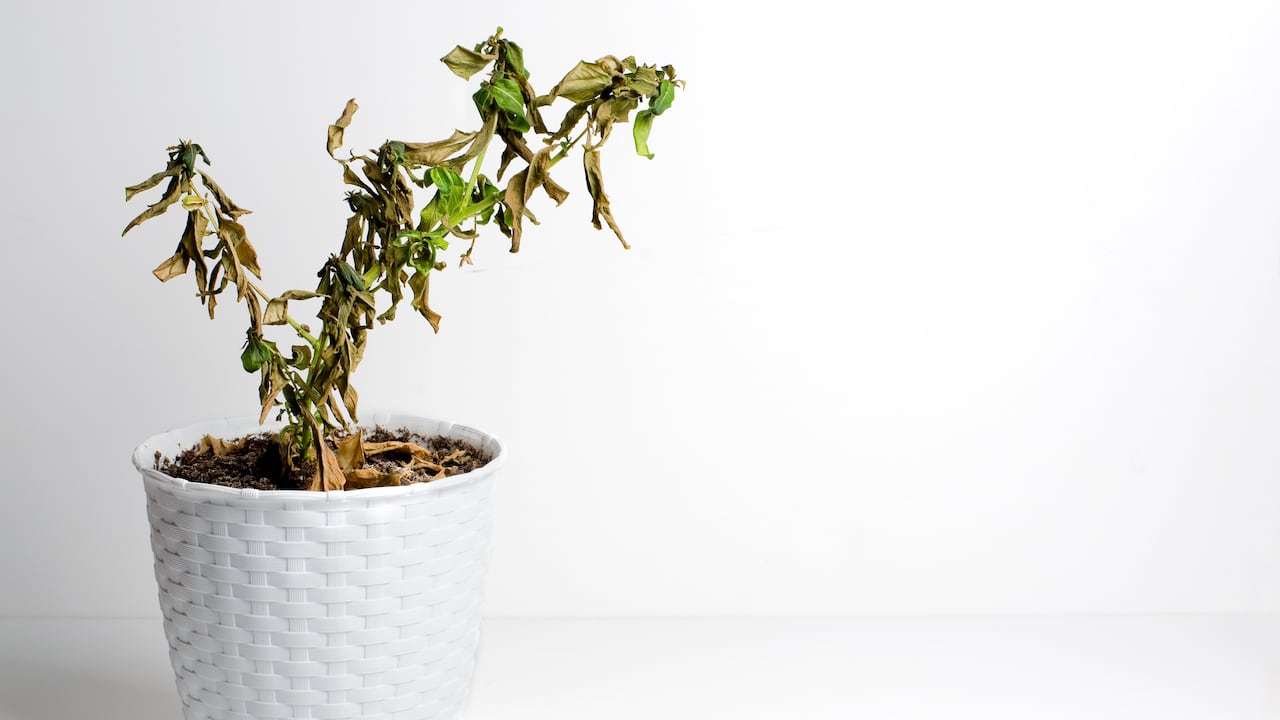 Rituales de resurrección: Consejos para revitalizar una mata de ruda y restaurar su poder mágico.