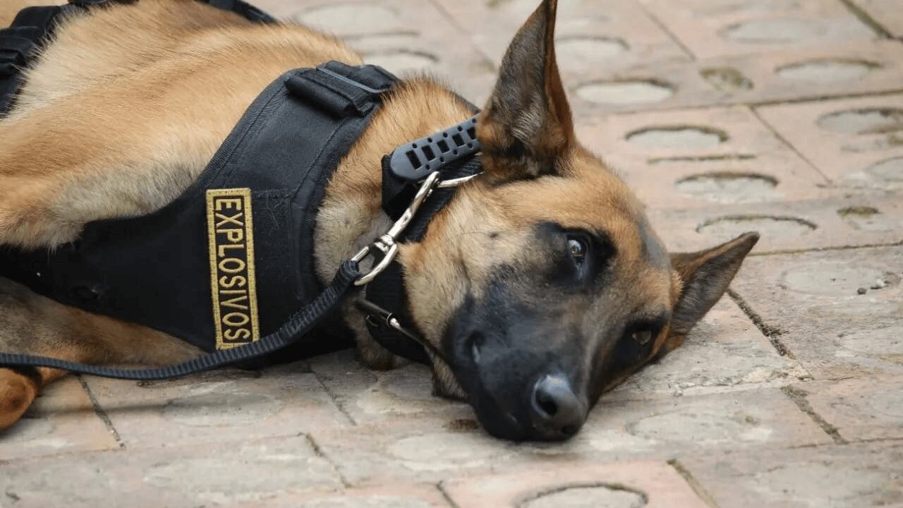 Perro antiexplosivos. Imagen de referencia