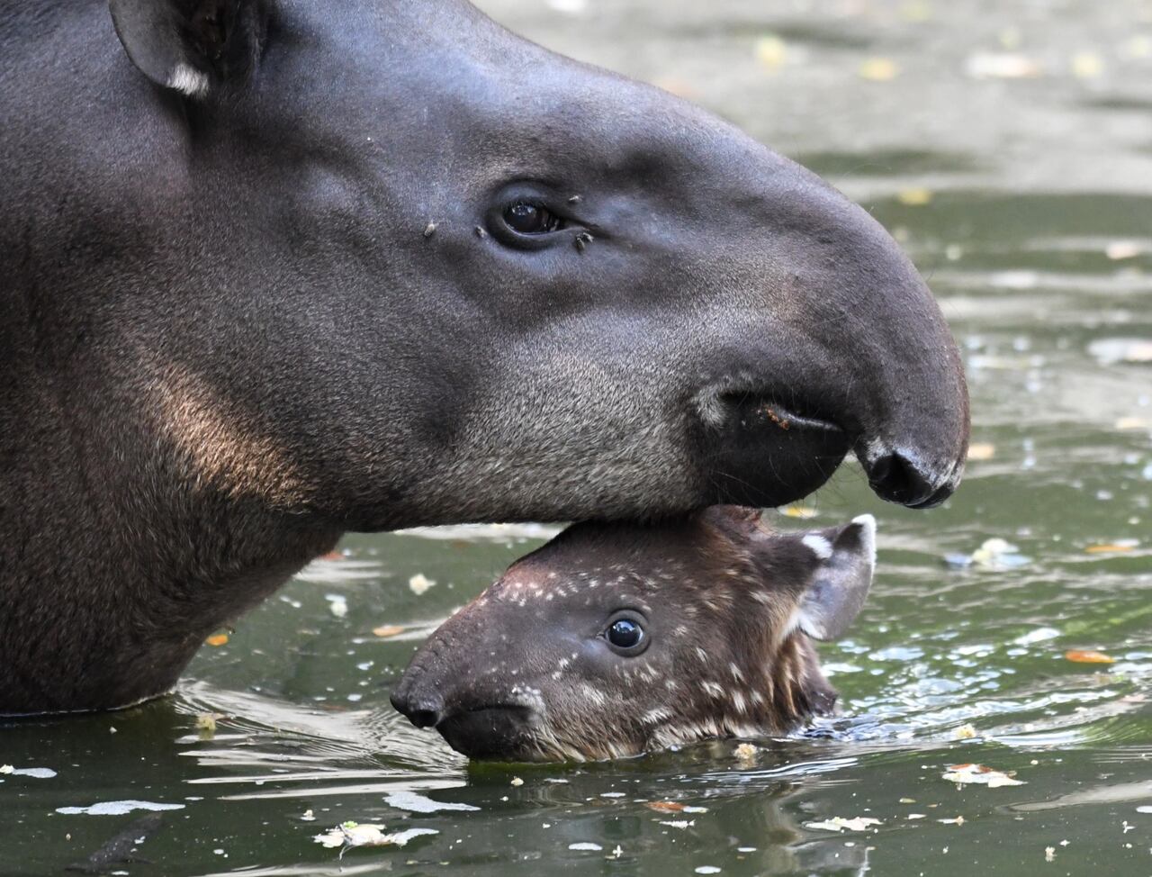 El zoológico de Cali vive una temporada de nacimientos