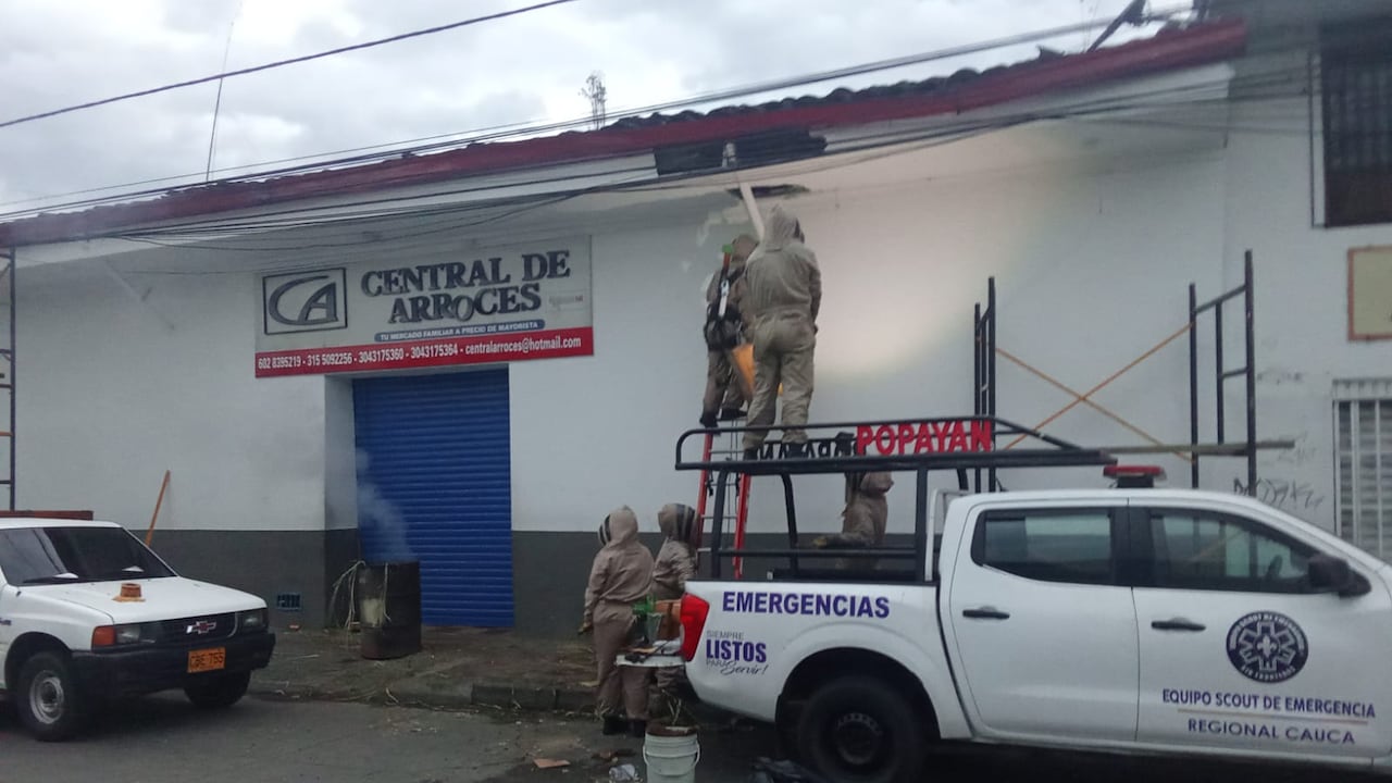 Integrantes del Equipo Scout de Popayán, utilizando trajes especiales, lideraron las labores de control y reubicación del enjambre que generó la emergencia en el centro de la capital del Cauca.