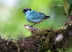 Colombia Bird Fair 2026