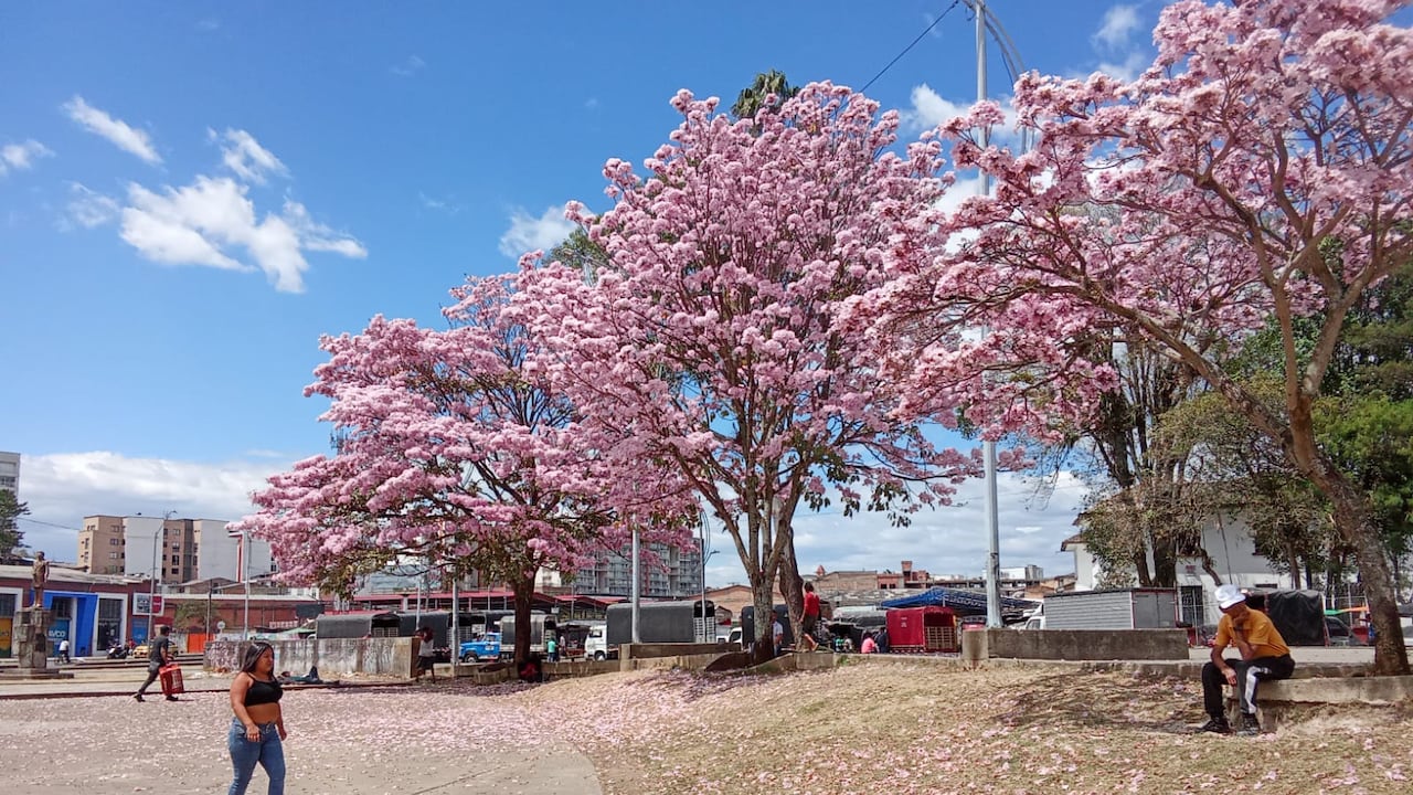 Las personas gozan de la especie de tapetes que se forman por las flores de estos árboles, como el parque Carlos Albán de Popayán.