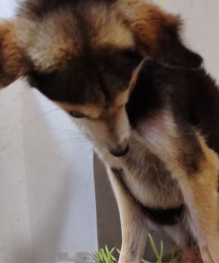 Crueldad animal en Santa Sofía, Boyacá