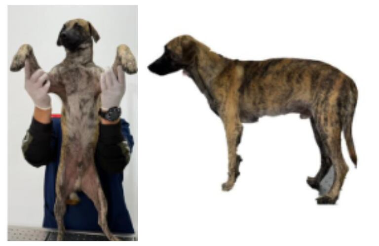 Perro maltratado en Montecristo, Bolívar.