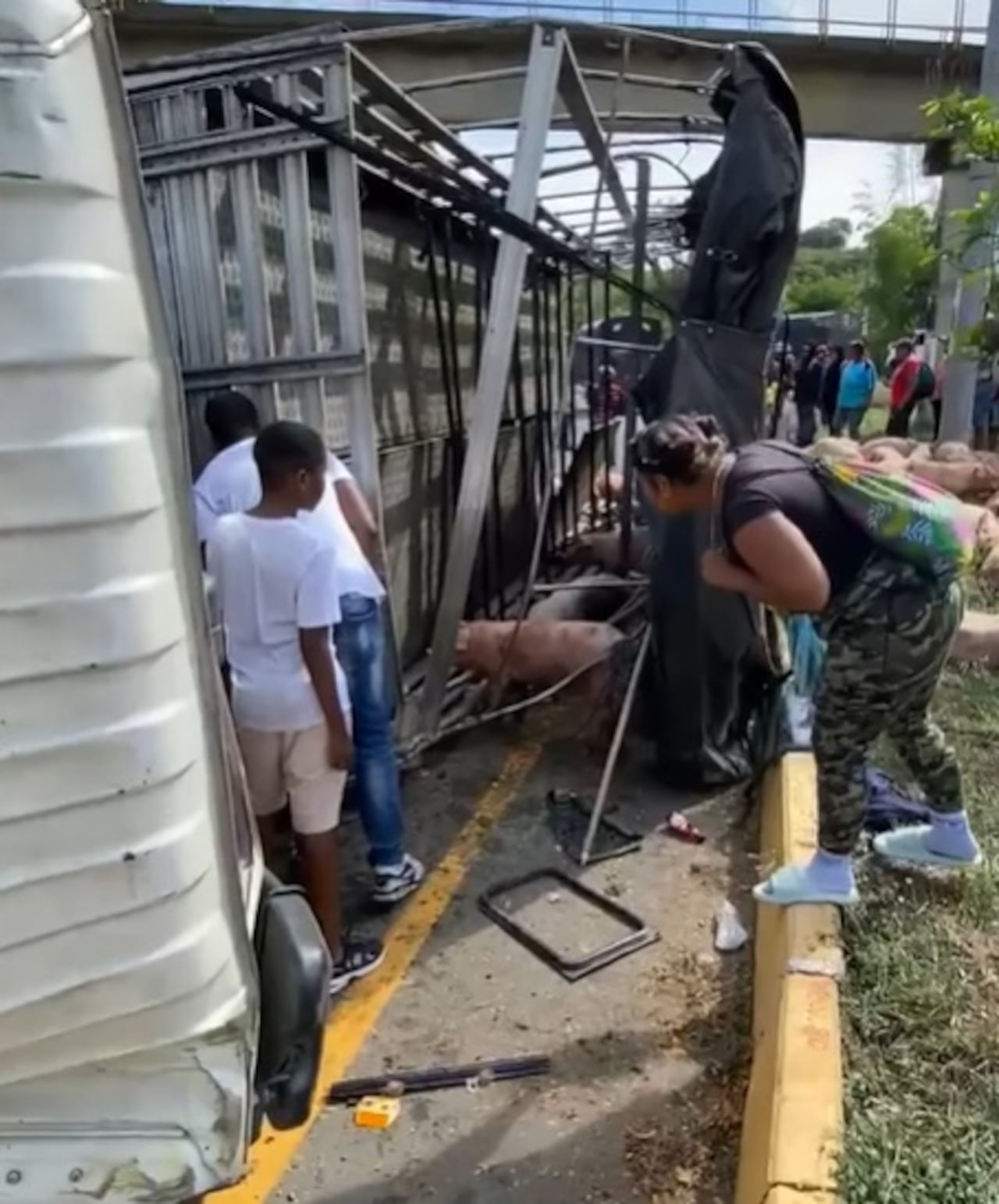 Habitantes del sector y conductores se unieron para auxiliar al conductor del camión y reunir a los animales que corrían desorientados por la glorieta.