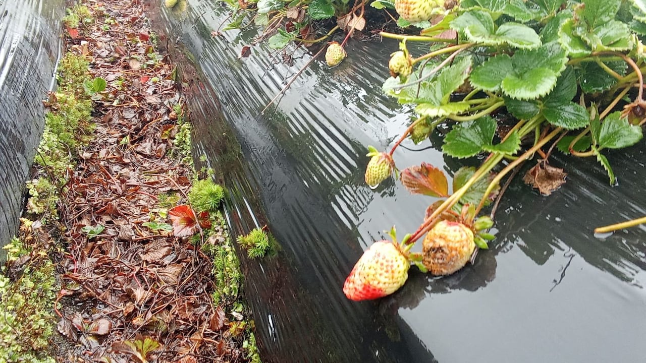 Estragos que causa el invierno en Gabriel López, Totoró