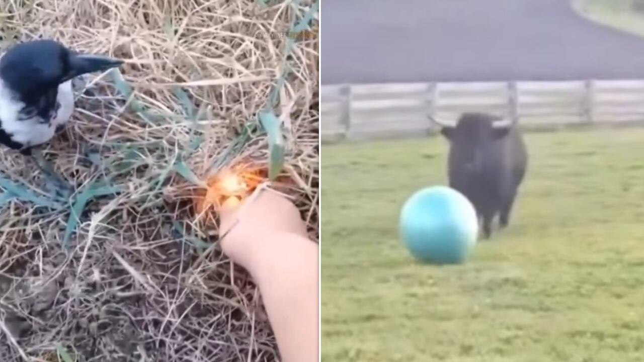 Se volvieron virales dos videos que muestran comportamientos inusuales de animales