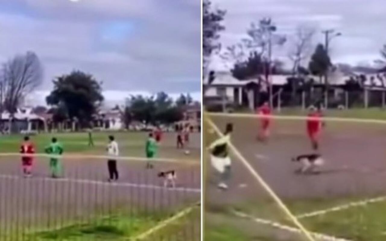 'Firulais' anotó un gol | Foto: Captura de pantalla video - El País