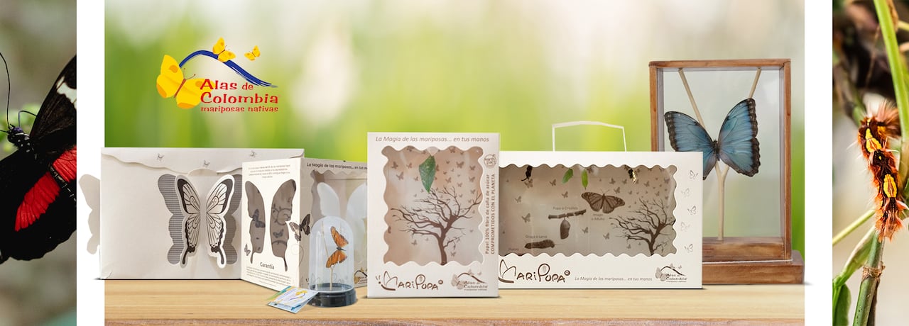 Maripupa®, uno de los productos más innovadores de la empresa, permite ver nacer una mariposa y simboliza la transformación y los nuevos comienzos.