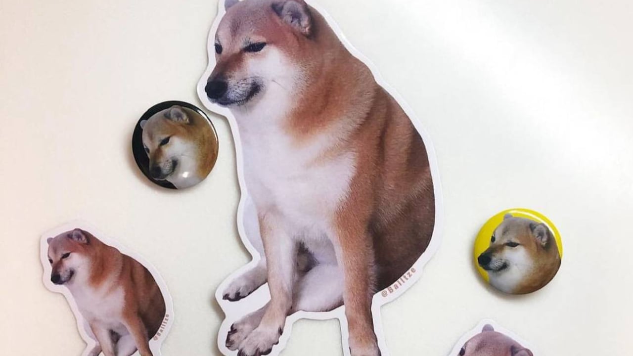 El perro se hizo famoso en las redes sociales