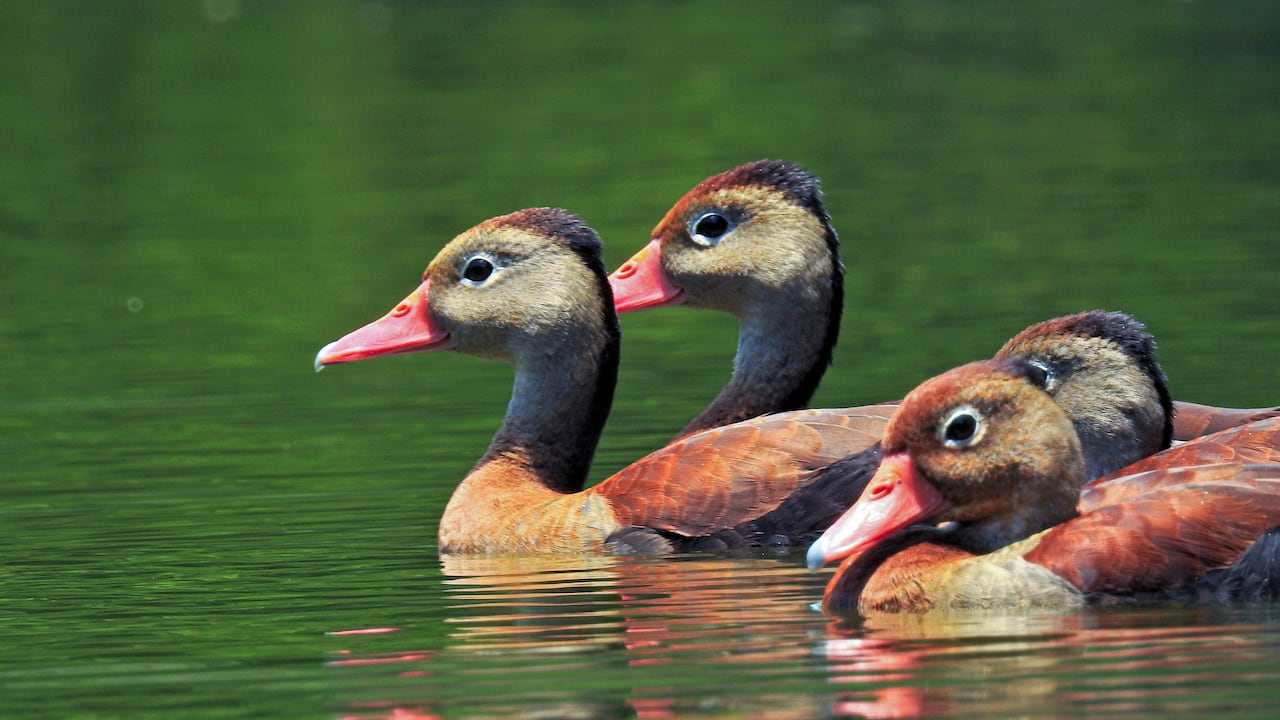 Reportaje gráfico. Humedales de Cali. Lago de las Garzas.