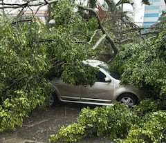 Un enorme árbol cayó sobre un vehículo durante la tarde de este jueves.