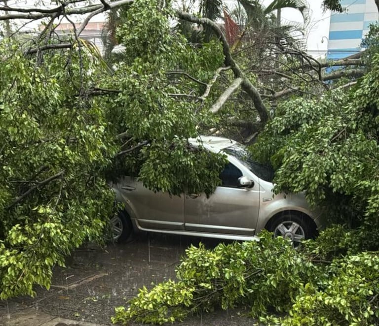 Un enorme árbol cayó sobre un vehículo durante la tarde de este jueves.