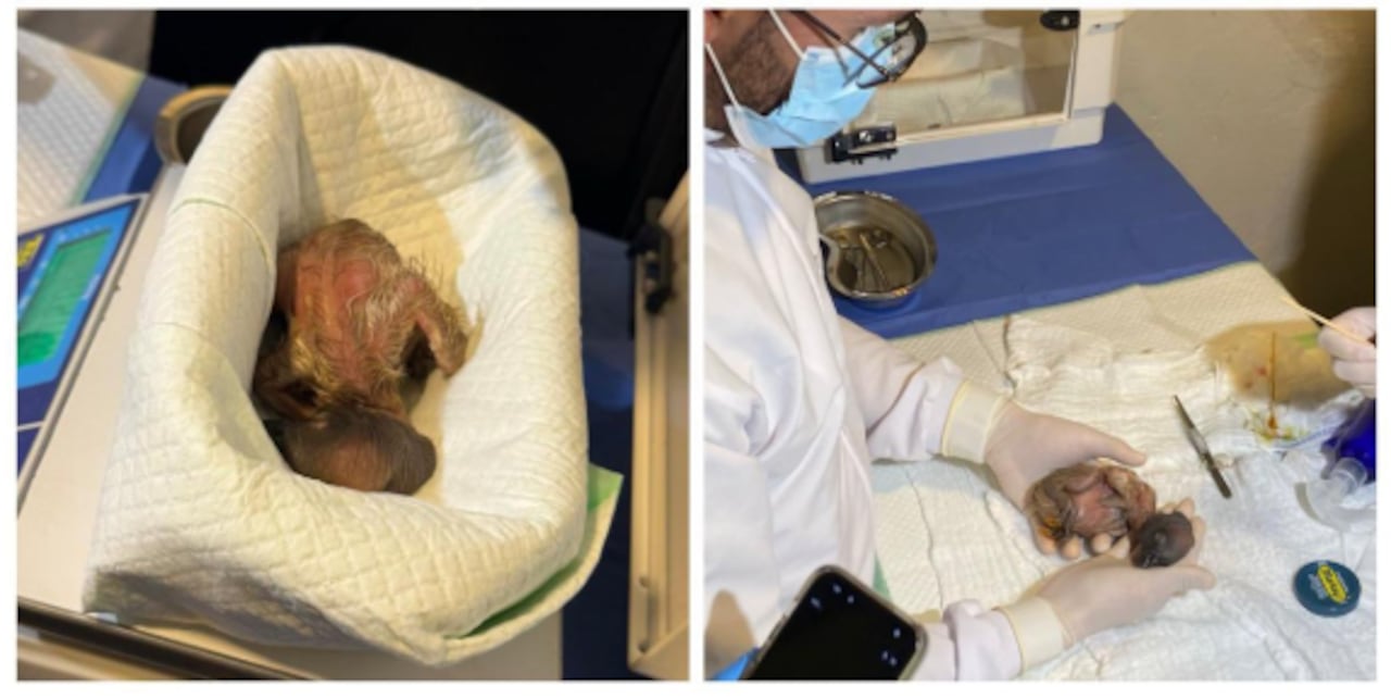 El nacimiento de Ámbar, una cría de cóndor andino.