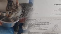 Aunque el felino muestra avances en su movilidad, un síndrome vestibular y la falta de un medicamento clave mantienen en alerta a sus cuidadores.