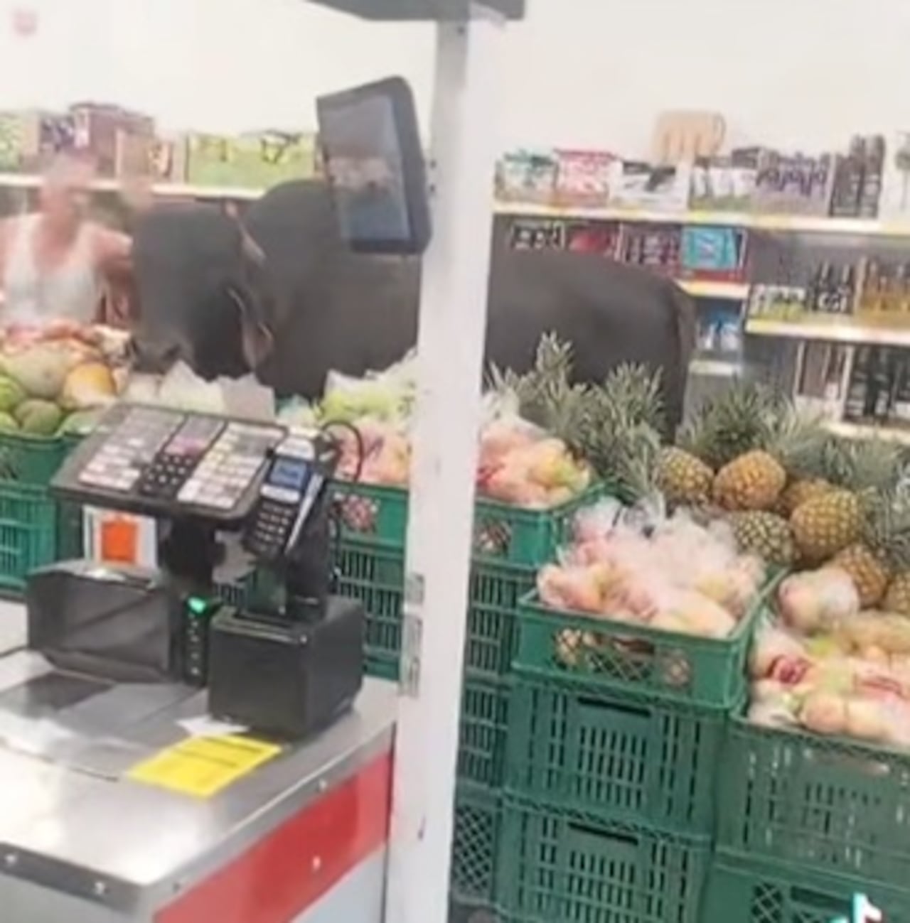 El toro toma una papaya de la exhibición y comienza a comerla sin mostrar señal alguna de nerviosismo.