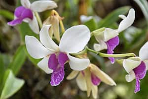 Entrevista a Coleccionistas de Orquídeas.